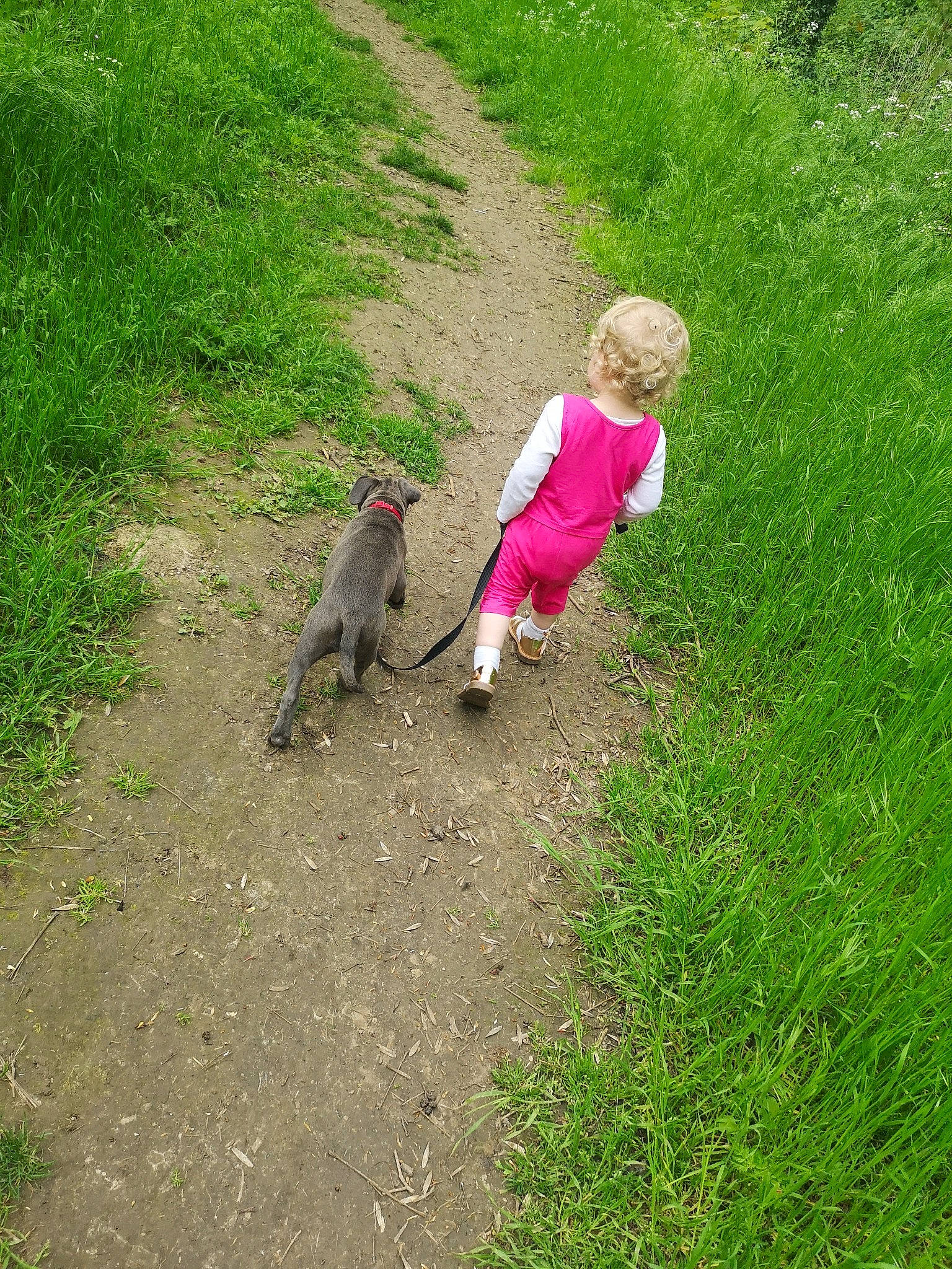 Giulia participe au concours pour gagner de l'argent avec cette photo : canidae, carnivore, companion_dog, dog, dog_breed, fawn, grass, grass_family, grassland, groundcover, lawn, leash, pasture, people_in_nature, person, plant, recreation, soil, sporting_group, tail