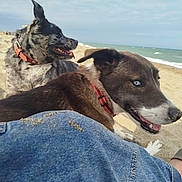 Abigail a rejoint le concours — aidez-le/la à gagner de superbes lots ! animal_portrait, beach, black_dog, blue_eyes, brown_dog, canines, dogs, happy, ocean, outdoors, panting, pets, red_collars, sand, selfie, shoreline, sunny, two_dogs, vacation, waves