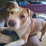 Damian is registered to the contest to win money with this photo: dog, couch, indoor, pet, brown, white, relaxed, furniture, carpet, living_room, canine, companion, domestic_animal, two_dogs, curious, resting, animal, household, friendly, cute