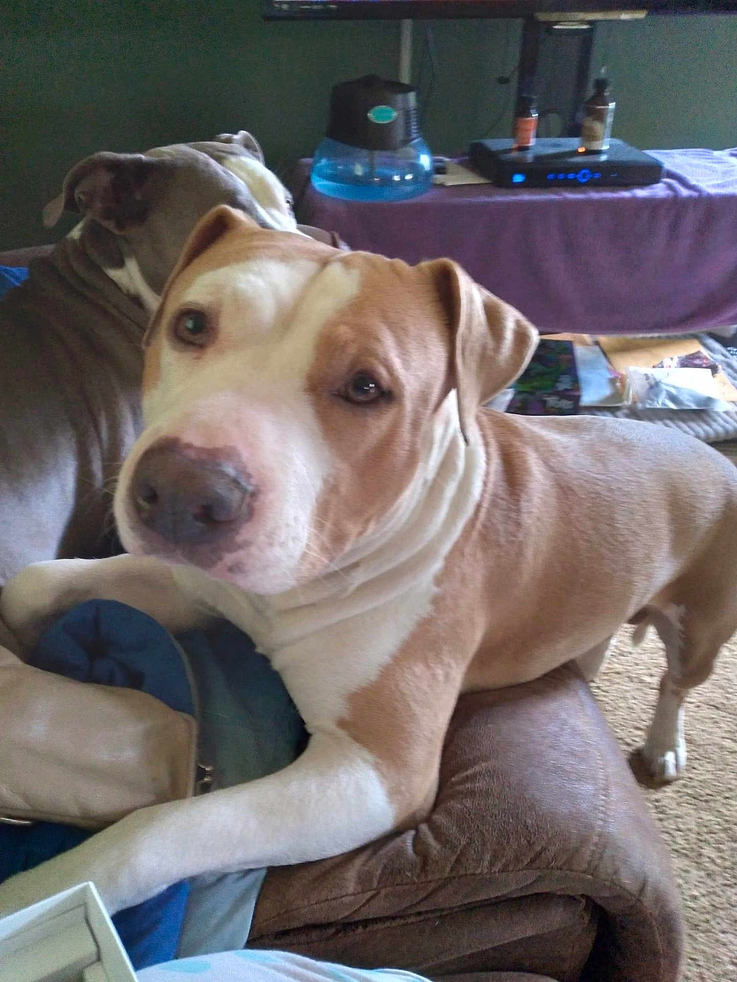 Damian is registered to the contest to win money with this photo: dog, couch, indoor, pet, brown, white, relaxed, furniture, carpet, living_room, canine, companion, domestic_animal, two_dogs, curious, resting, animal, household, friendly, cute