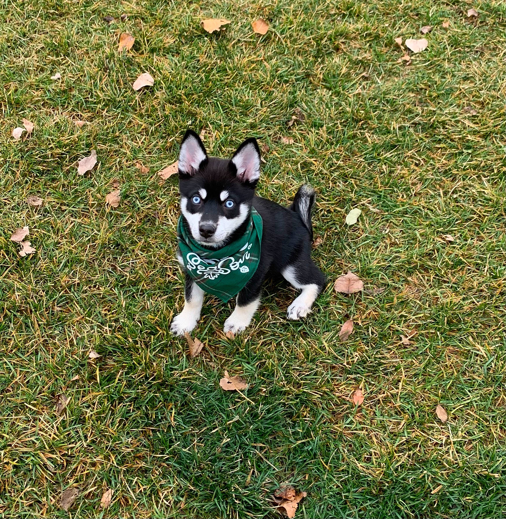 Mika joined the competition — help win amazing prizes! canidae, carnivore, companion_dog, dog, dog_breed, electric_blue, fawn, grass, groundcover, non_sporting_group, snout, sporting_group, tail, terrestrial_animal, toy_dog, working_animal, working_dog