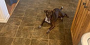 Londa Rose is registered to the contest to win money with this photo: dog, brown_dog, tile_floor, kitchen, door, cabinet, trash_can, floor, pet, animal, indoor, lying_down, looking_at_camera, brown, white, wooden_cabinet, home_interior, curtain, floor_tile, house
