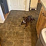 Londa Rose is registered to the contest to win money with this photo: dog, brown_dog, tile_floor, kitchen, door, cabinet, trash_can, floor, pet, animal, indoor, lying_down, looking_at_camera, brown, white, wooden_cabinet, home_interior, curtain, floor_tile, house