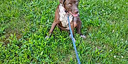 Londa Rose is registered to the contest to win money with this photo: dog, leash, grass, field, outdoor, sunlight, tree, nature, pet, sitting, happy, playful, canine, brown, white, animal, tongue_out, summer, greenery, collar