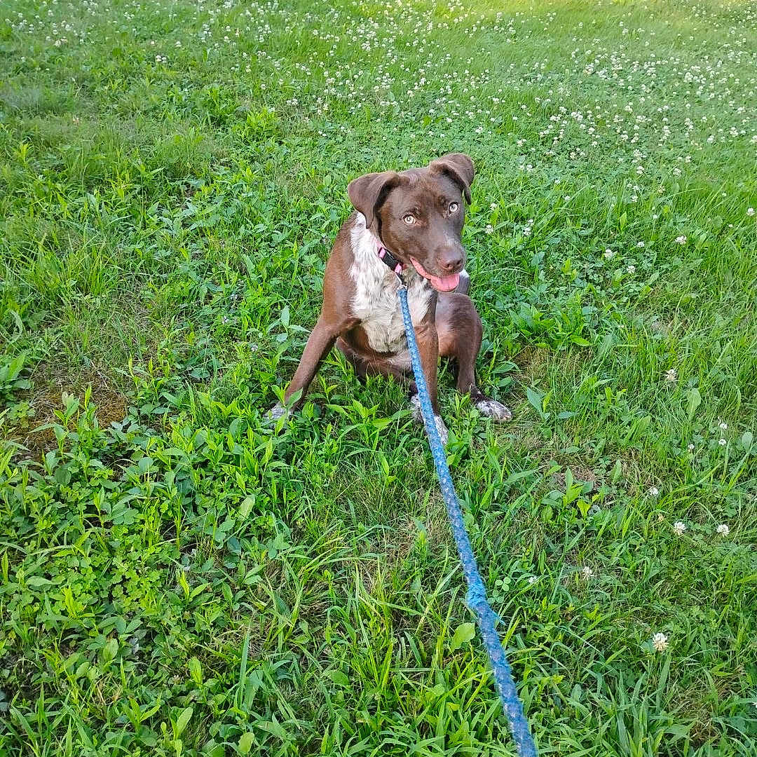 Londa Rose is registered to the contest to win money with this photo: animal, brown, canine, collar, dog, field, grass, greenery, happy, leash, nature, outdoor, pet, playful, sitting, summer, sunlight, tongue_out, tree, white