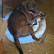 Londa Rose is registered to the contest to win money with this photo: dog, pet_bed, brown_dog, floor, tile_floor, indoor, relaxed, looking_back, white_tail_tip, paw, collar, furniture_leg, home, animal, canine, resting, domestic, companion, cute, cozy