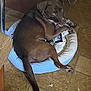 dog, pet_bed, brown_dog, floor, tile_floor, indoor, relaxed, looking_back, white_tail_tip, paw, collar, furniture_leg, home, animal, canine, resting, domestic, companion, cute, cozy