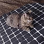 cat, tabby, bed, bedspread, pattern, striped, feline, pet, indoor, resting, fur, animal, cute, cozy, home, comfortable, looking_away, paw, domestic_cat, relaxed