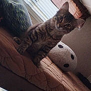 Stormadash joined the competition — help win amazing prizes! cat, tabby, bed, cushion, pillow, blanket, window, blinds, curtain, indoor, pet, feline, fur, animal, cozy, looking, alert, resting, home, comfortable