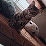 cat, tabby, bed, cushion, pillow, blanket, window, blinds, curtain, indoor, pet, feline, fur, animal, cozy, looking, alert, resting, home, comfortable