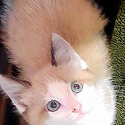 Perle a rejoint le concours — aidez-le/la à gagner de superbes lots ! kitten, cat, fluffy, blue_eyes, fur, pet, animal, cute, looking_up, small, domestic_cat, whiskers, pink_nose, young, feline, indoors, curious, soft, close_up, adorable