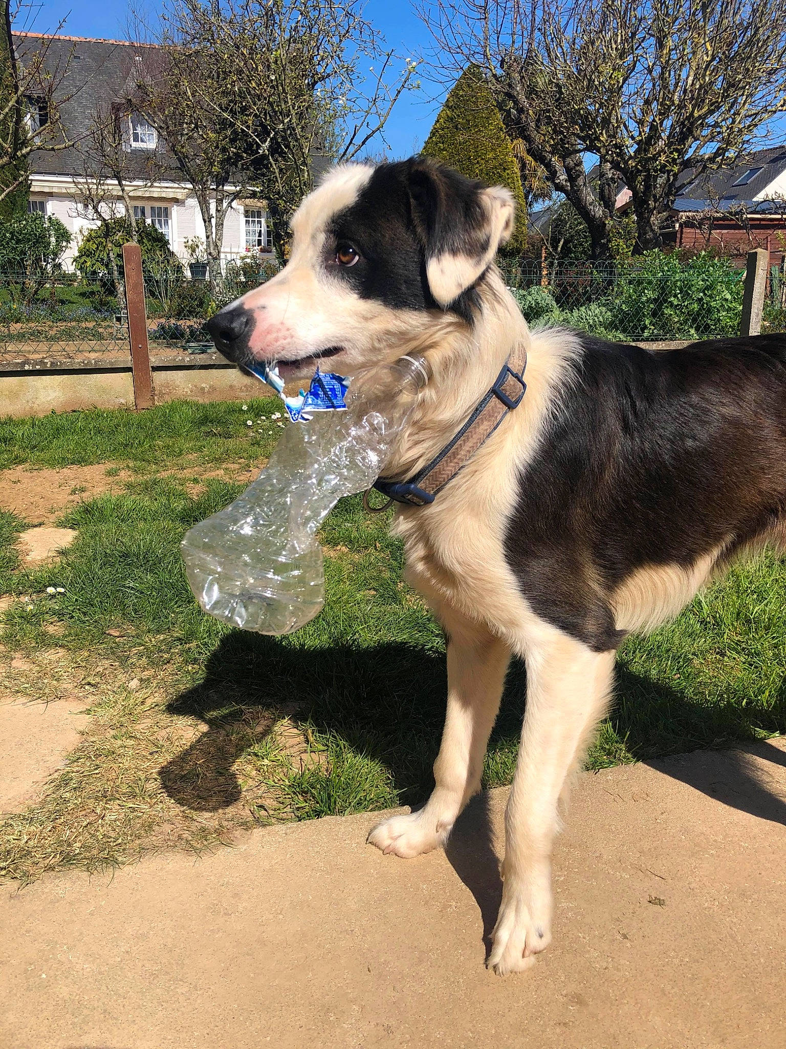 Pogo a rejoint le concours — aidez-le/la à gagner de superbes lots ! building, canidae, carnivore, collar, companion_dog, dog, dog_breed, dog_collar, dog_supply, fawn, grass, pet_supply, plant, sky, sporting_group, tail, tree, window, working_animal, working_dog