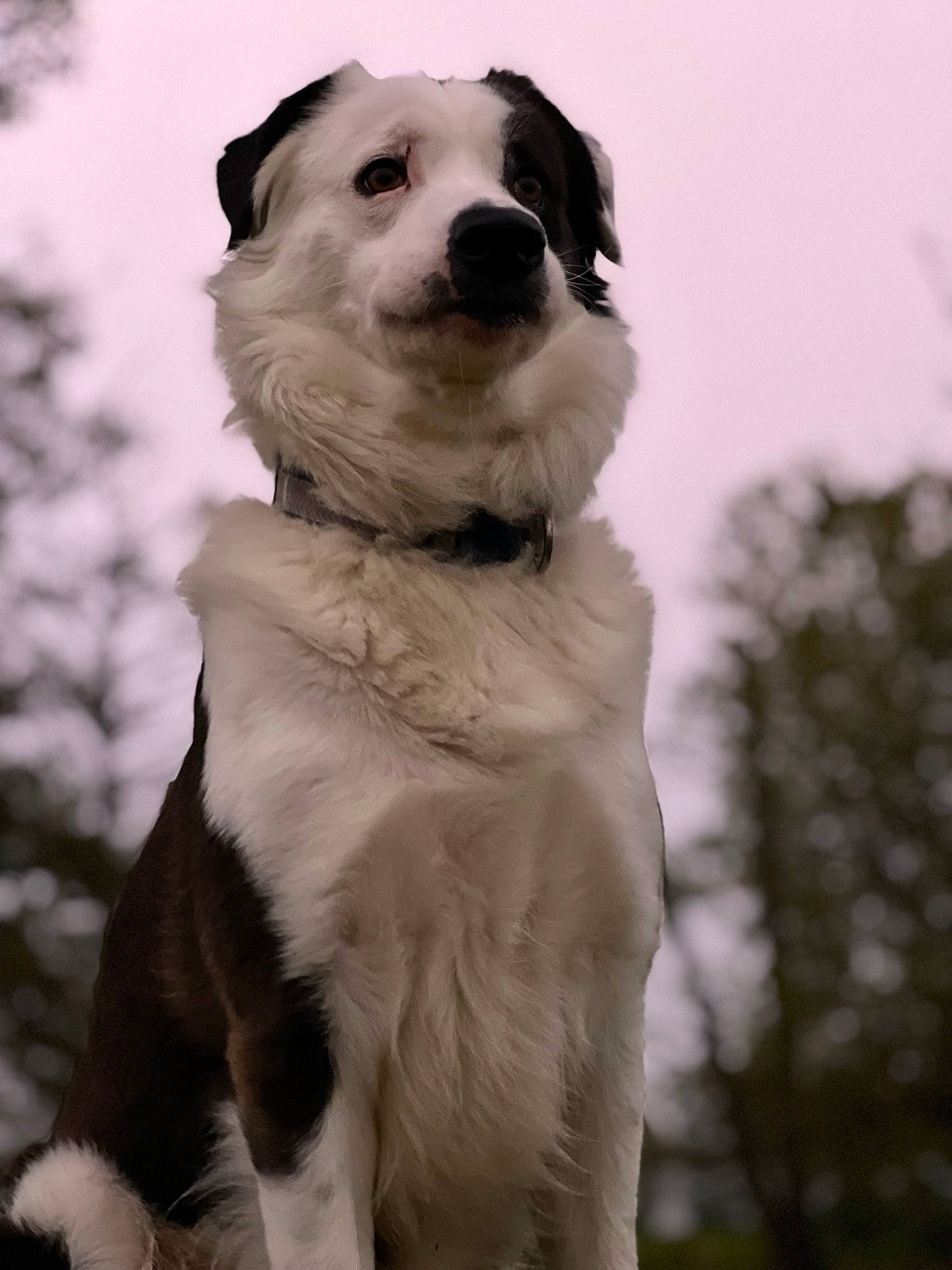 Pogo a rejoint le concours — aidez-le/la à gagner de superbes lots ! canidae, carnivore, collar, companion_dog, dog, dog_breed, dog_collar, fur, monochrome, monochrome_photography, non_sporting_group, sky, snout, snow, sporting_group, tree, whiskers, winter, working_animal, working_dog