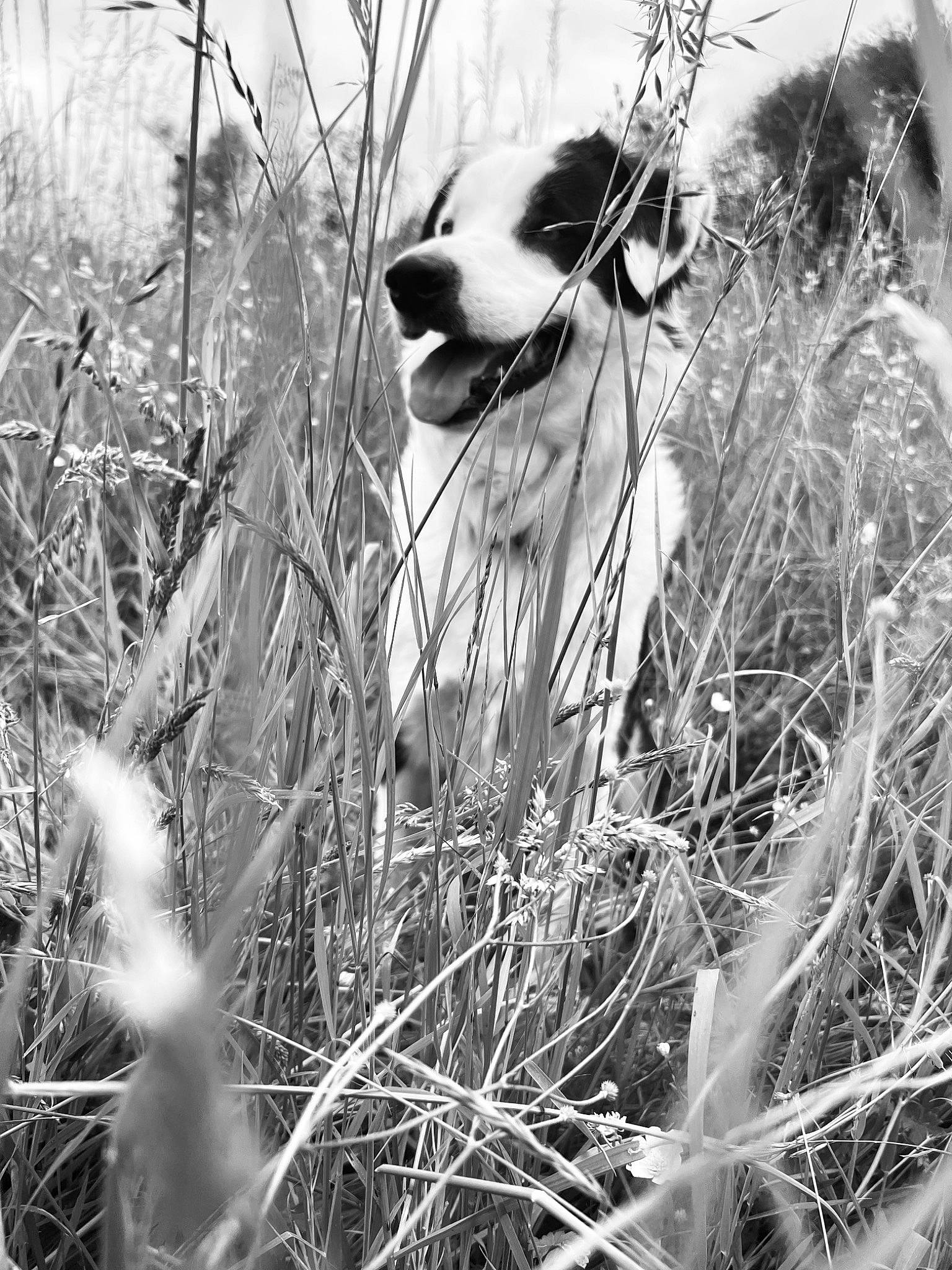 Pogo a rejoint le concours — aidez-le/la à gagner de superbes lots ! black_and_white, branch, carnivore, companion_dog, dog, dog_breed, grass, grass_family, monochrome, monochrome_photography, natural_landscape, plant, snout, style, terrestrial_animal, tree, twig, whiskers, white, wood
