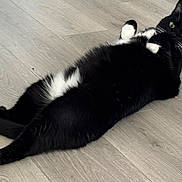 Sazh joined the competition — help win amazing prizes! cat, tuxedo_cat, black_and_white, lying_down, floor, wooden_floor, pet, animal, cute, relaxed, indoor, whiskers, paws, fur, mammal, domestic_cat, laying, curious, looking_at_camera, resting