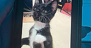Sazh is registered to the contest to win money with this photo: animal, black_and_white, blue_nails, cat, closeup, curious, cute, feline, hand, indoor, kitten, looking_up, nails, pet, phone_screen, photography, screen, technology, whiskers, young_cat