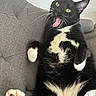 cat, tuxedo_cat, black_and_white, pet, animal, feline, paw, tongue, yellow_eyes, couch, indoor, fur, whiskers, relaxed, playful, cute, mouth_open, lying_down, home, surprised