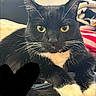 Sazh joined the competition — help win amazing prizes! cat, tuxedo_cat, black_and_white, yellow_eyes, whiskers, close_up, indoor, pet, feline, paws, fur, resting, cozy, blanket, animal, cute, domestic_animal, portrait, looking, relaxed