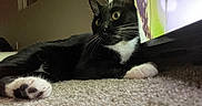 Sazh is registered to the contest to win money with this photo: cat, tuxedo_cat, black_and_white, indoor, carpet, pet, animal, whiskers, paw, lying_down, curious, feline, close_up, domestic_cat, relaxed, ears, eye, floor, house, mammal