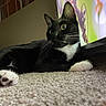 cat, tuxedo_cat, black_and_white, indoor, carpet, pet, animal, whiskers, paw, lying_down, curious, feline, close_up, domestic_cat, relaxed, ears, eye, floor, house, mammal
