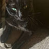 black_cat, cat, pet, animal, green_eyes, whiskers, fur, sunlight, shadow, carpet, cozy, indoor, close_up, relaxing, curious, mammal, paw, portrait, feline, home
