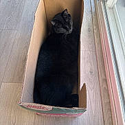 Yuna is registered to the contest to win money with this photo: black_cat, cat, cardboard_box, floor, wooden_floor, indoor, pet, sleeping, cozy, window, sunlight, animal, feline, relaxing, domestic_cat, snug, box, quiet, resting, home