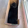 black_cat, cat, cardboard_box, floor, wooden_floor, indoor, pet, sleeping, cozy, window, sunlight, animal, feline, relaxing, domestic_cat, snug, box, quiet, resting, home