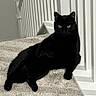 black_cat, cat, indoor, carpet, stairs, railing, pet, feline, animal, green_eyes, relaxed, sitting, looking_at_camera, domestic_cat, home_interior, quiet, resting, fur, whiskers, cute