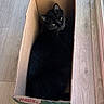 black_cat, cat, cardboard_box, box, pet, animal, feline, indoor, wooden_floor, flooring, resting, looking_up, cozy, domestic_cat, sun_tropics, organic_label, container, home, fur, whiskers