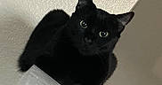 Yuna is registered to the contest to win money with this photo: black_cat, cat, pet, animal, indoor, curious, perched, ledges, fur, whiskers, ears, eyes, mammal, feline, portrait, texture, wall, closeup, domestic_cat, looking