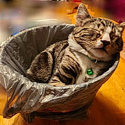 Ollie joined the competition — help win amazing prizes! cat, tabby_cat, sleeping, trash_bin, plastic_bag, collar, bell, indoor, wooden_table, pet, cute, feline, resting, domestic_animal, fur, whiskers, closed_eyes, relaxed, small_space, household