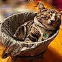 cat, tabby_cat, sleeping, trash_bin, plastic_bag, collar, bell, indoor, wooden_table, pet, cute, feline, resting, domestic_animal, fur, whiskers, closed_eyes, relaxed, small_space, household