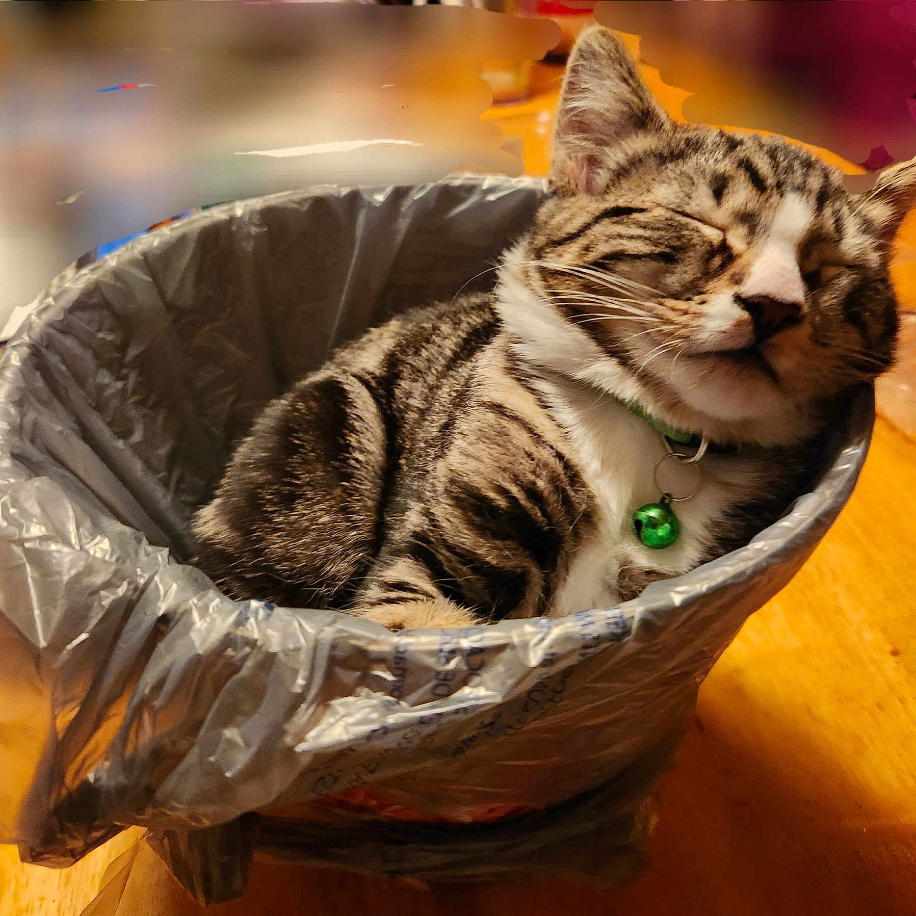 Ollie joined the competition — help win amazing prizes! bell, cat, closed_eyes, collar, cute, domestic_animal, feline, fur, household, indoor, pet, plastic_bag, relaxed, resting, sleeping, small_space, tabby_cat, trash_bin, whiskers, wooden_table