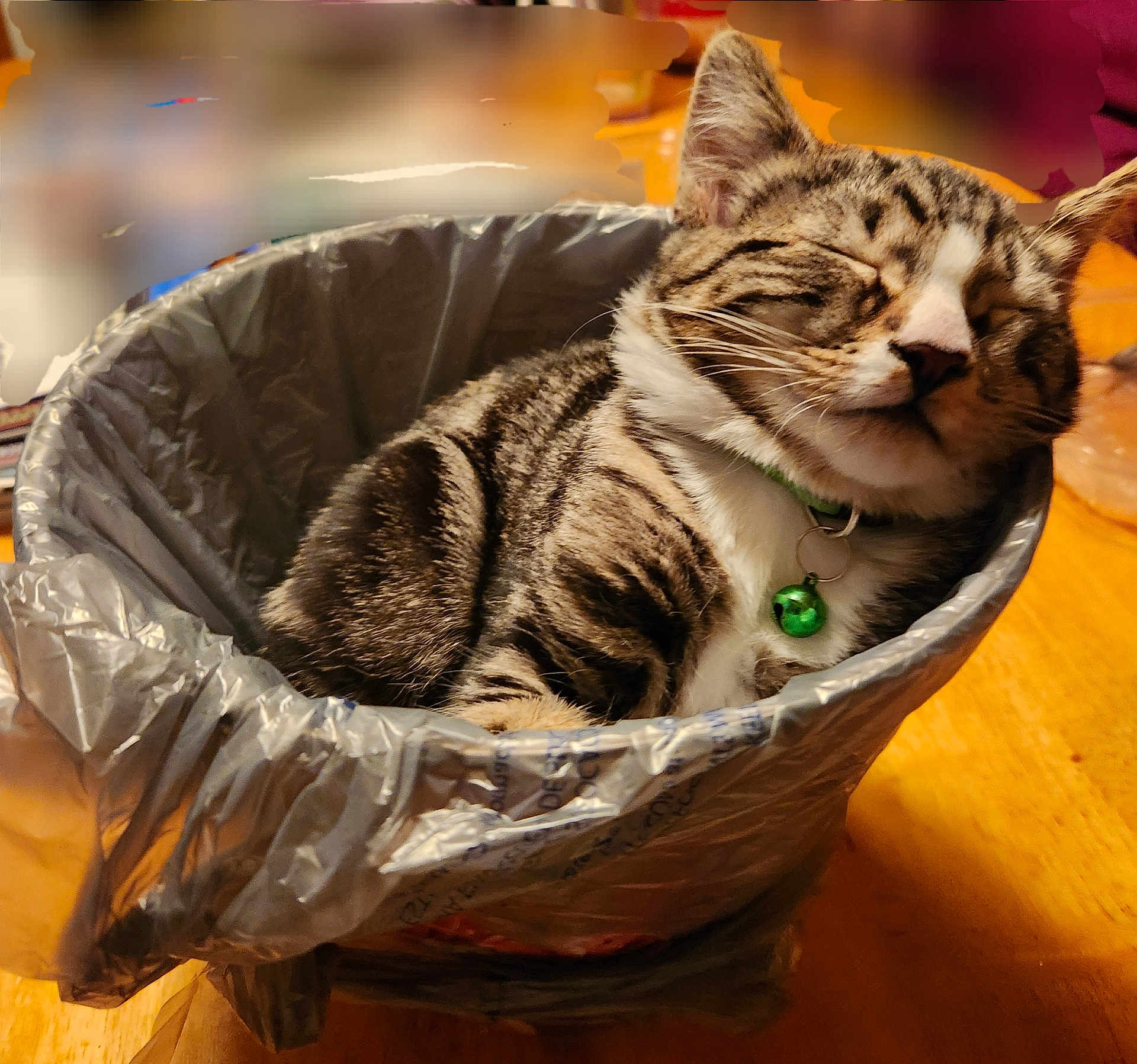 Ollie joined the competition — help win amazing prizes! cat, tabby_cat, sleeping, trash_bin, plastic_bag, collar, bell, indoor, wooden_table, pet, cute, feline, resting, domestic_animal, fur, whiskers, closed_eyes, relaxed, small_space, household