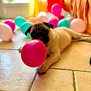 Bowie participe au concours pour gagner de l'argent avec cette photo : animal, balloon, bright_colors, chewing, colorful_balloons, cute, decor, dog, fun, home, indoor, lying_down, pet, pink_balloon, playful, pug, puppy, sunlight, tile_floor, window