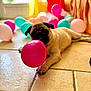 animal, balloon, bright_colors, chewing, colorful_balloons, cute, decor, dog, fun, home, indoor, lying_down, pet, pink_balloon, playful, pug, puppy, sunlight, tile_floor, window