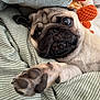 Bowie participe au concours pour gagner de l'argent avec cette photo : animal, bed, bedding, close_up, comfort, cute, dog, ears, expression, face, furry, indoor, nose, paw, pet, plush, pug, resting, striped, toy