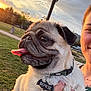 Bowie a rejoint le concours — aidez-le/la à gagner de superbes lots ! animal, clouds, collar, cute, dog, grass, hand, name_tag, nature, outdoor, palm_tree, park, person, pet, pug, sky, smile, sunset, tongue_out, tree