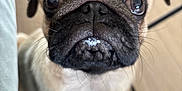 Bowie participe au concours pour gagner de l'argent avec cette photo : animal, black_nose, close_up, companion, curious, cute, dog, ears, face, floor, fur, indoor, looking_up, muzzle, pet, pug, puppy, small_dog, whiskers, wooden_floor