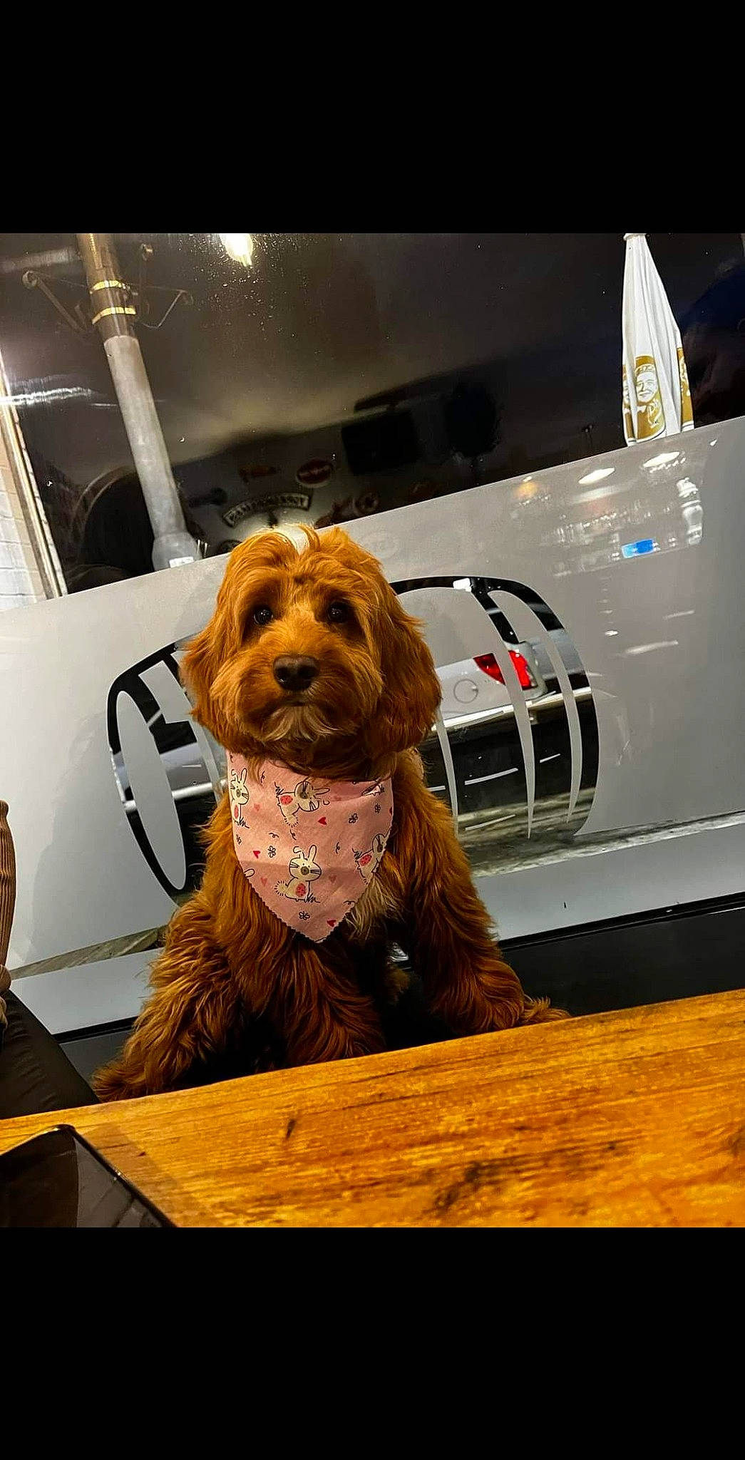 Connie joined the competition — help win amazing prizes! automotive_design, automotive_lighting, carnivore, companion_dog, dog, dog_breed, dog_clothes, flooring, fur, liver, personal_luxury_car, small_terrier, snout, sporting_group, terrier, toy_dog, vehicle, vehicle_door, window, working_animal