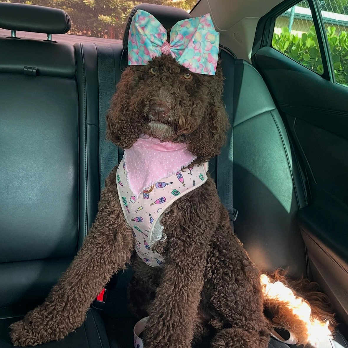 Ivy is registered to the contest to win money with this photo: accessories, animal, belt, canine, car, car_interior, carseat, cushion, dog, headrest, homedecor, pet, plush, poodle, puppy, seatbelt, teddybear, toy, transportation, vehicle