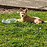 animal, brown_fur, casual, daylight, dog, ears_up, grass, greenery, laying_down, nature, outdoor, pet, plastic_bottle, relaxed, sidewalk, suburban, sunlight, tire, toy, young_dog