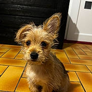 Aba participe au concours pour gagner de l'argent avec cette photo : adorable, animal, black_nose, brown, curious, cute, dog, ears, face, floor, fur, indoor, looking, pet, puppy, sitting, small, tile, whiskers, young