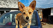 Aba participe au concours pour gagner de l'argent avec cette photo : animal, backyard, blue_car, canine, car, clouds, collar, daylight, dog, ears, fur, house, outdoor, pet, rural, sky, small_dog, sunlight, trunk, vehicle