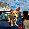 animal, backyard, blue_car, canine, car, clouds, collar, daylight, dog, ears, fur, house, outdoor, pet, rural, sky, small_dog, sunlight, trunk, vehicle