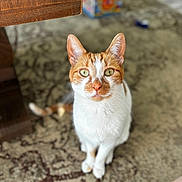 Oliver joined the competition — help win amazing prizes! animal, blurred_background, carpet, cat, close_up, curious, domestic, ears, feline, floor, fur, home, indoor, looking_up, orange_and_white, pet, sitting, tail, whiskers, wooden_table
