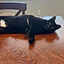 animal, black_cat, blinds, cat, chair, curious, domestic, feline, fur, green_eyes, home, indoor, lying_down, pet, relaxed, table, whiskers, white_patch, window, wooden_table