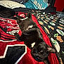 animal, bed, black_cat, blanket, cat, comfort, cozy, decor, domestic, feline, fur, home, indoor, pet, pillow, red_wall, relaxing, resting, sleeping, whiskers