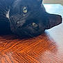 animal, black_cat, cat, close_up, curious, domestic_cat, ears, face, fur, green_eyes, indoor, laying_down, natural_light, pet, portrait, quiet, relaxed, table, whiskers, wooden_surface
