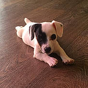 Gaïa participe au concours pour gagner de l'argent avec cette photo : puppy, dog, pet, animal, floor, wooden_floor, laying_down, cute, young, small, black_patch, white_fur, indoor, domestic_animal, canine, looking, front_paws, ears, nose, whiskers